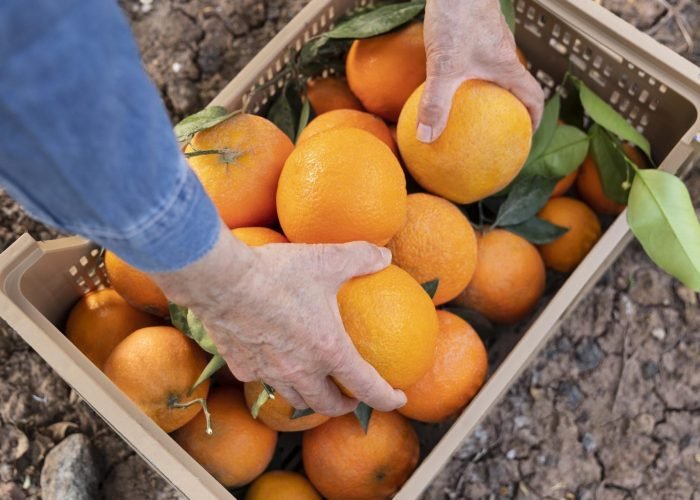 4 IMG agrumi galleria