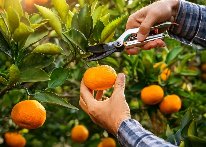 Raccolta delle clementine con le forbici nella Piana di Sibari