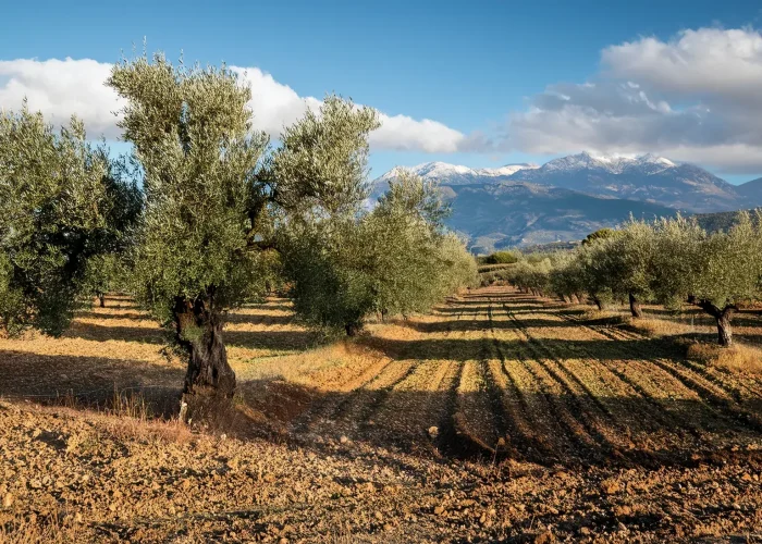 Uliveto secolare nella Piana di Sibari con il massiccio del Pollino sullo sfondo